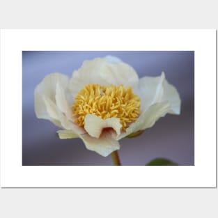 Peony Posters and Art